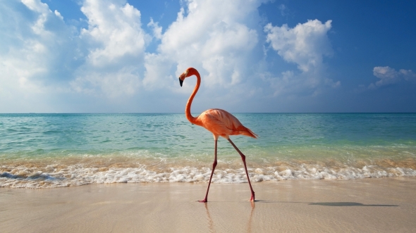 flamingo-walking-along-beach-bayahibe-dominican-republic-c-axiom-corbis.jpg?w=590&h=331