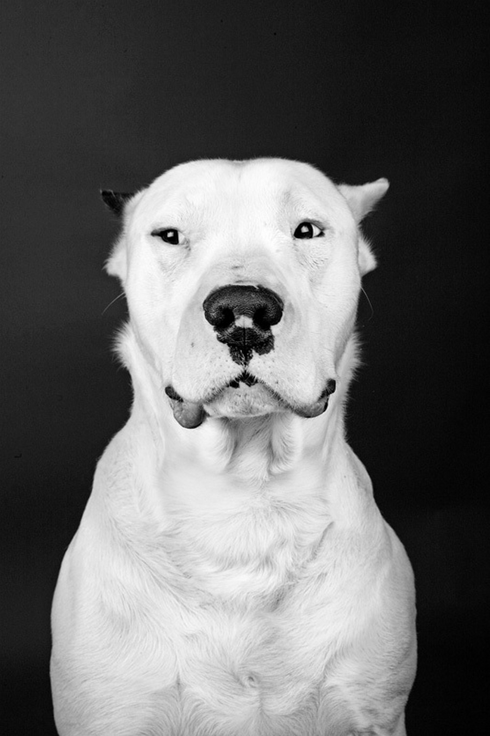 dog-portrait-by-marko-savic.jpg