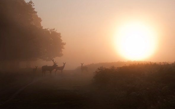 Early at Richmond Park, Engeland by Don Kiddick