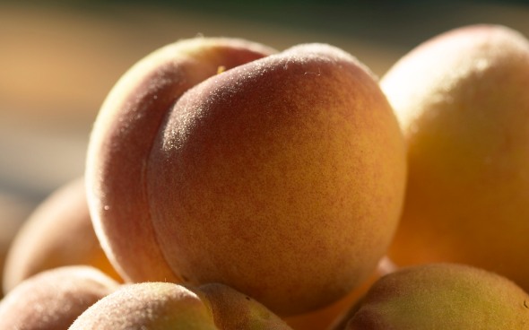 Macro Shot of Apricots Fruits