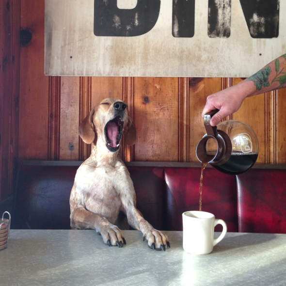 Coffee with Maddie The Coonhound, Atlanta, Georgia by Theron Humphrey