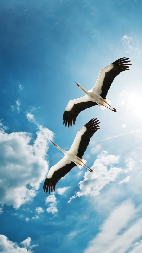 Storks in the sky. (photographer unknown)