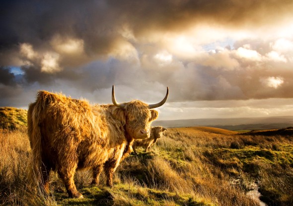 Highland cows at Yorkshire Dales by Michael Honor