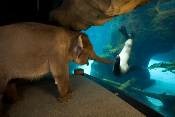 Chendra, the elephant and Gus, the sea lion at the Oregon Zoo, 2007. Photo by Michael Durham