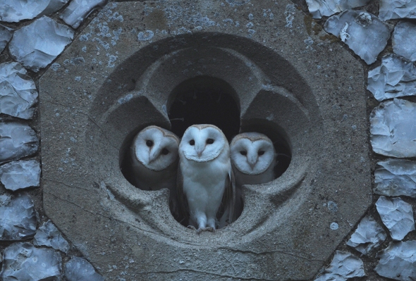 Barn Owls by Richard Brooks. North Norfolk, July 2009