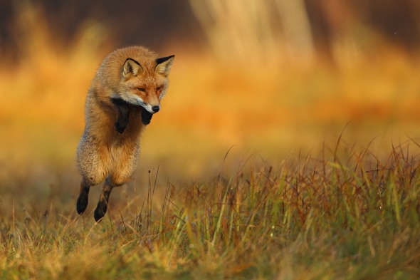 Flying Fox by Marcin Nawrocki