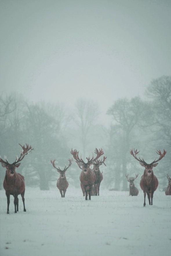 Red Deer at Woburn Deer Park, Bedfordshire, 2013 by George Wheelhouse