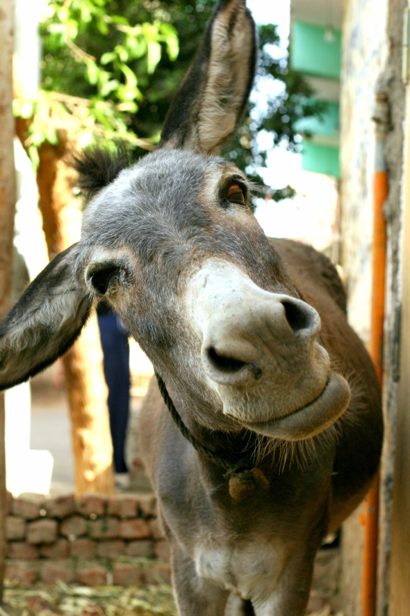 Egypt donkey. Photo by Ria van Capel, 2007