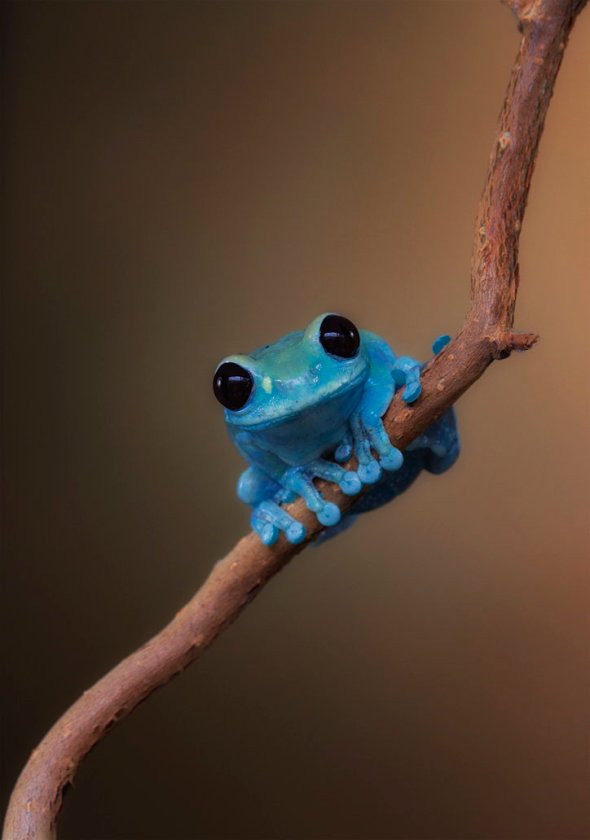 Hypnotic photo of a Blue Frog by Daan de Vos