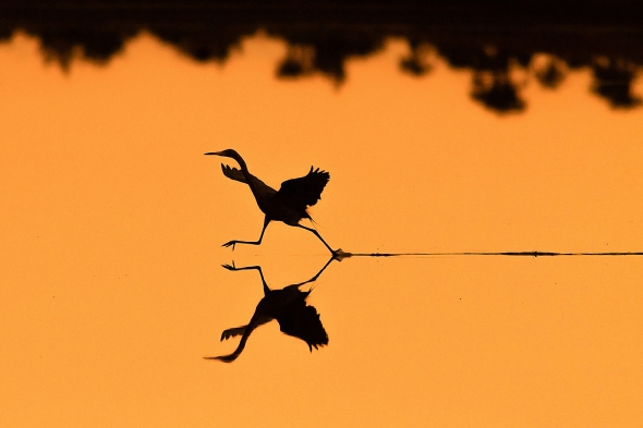 Reddish Egret chasing prey at sunrise by John Haig