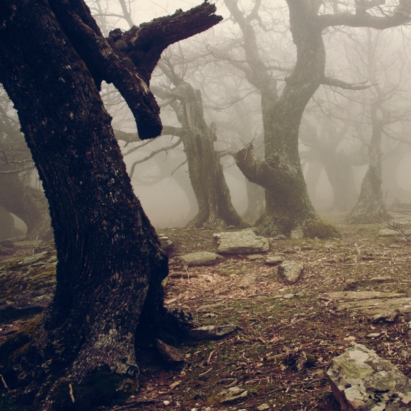 Walnut Forest II, Evia, Greece by Vangelis Bagiatis